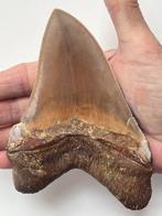 Grote Megalodon tand 13,8 cm - Fossiele tand - Carcharocles, Verzamelen, Mineralen en Fossielen