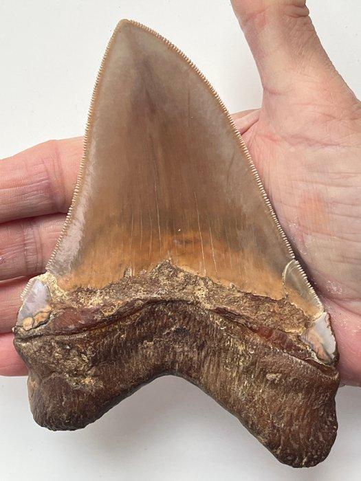 Grote Megalodon tand 13,8 cm - Fossiele tand - Carcharocles, Verzamelen, Mineralen en Fossielen