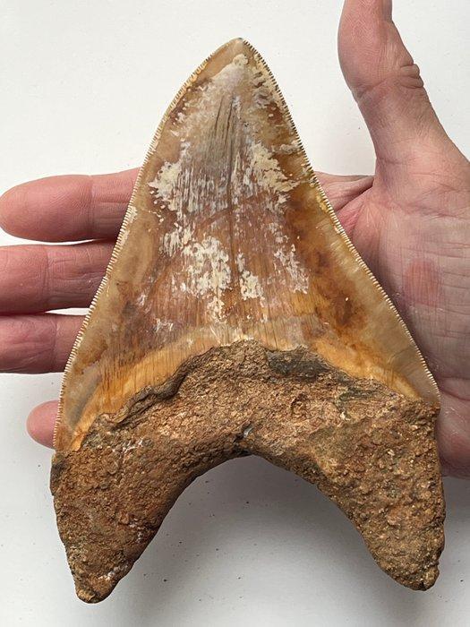 Grote Megalodon tand 15,8 cm (6,22 inch) - Fossiele tand -, Verzamelen, Mineralen en Fossielen