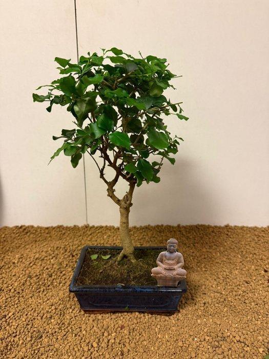 Liguster bonsai (Ligustrum) - Hoogte (boom): 35 cm - Diepte, Antiquités & Art, Curiosités & Brocante