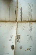 Jules Cloquet - Anatomie des Vers Intestinaux Ascaride
