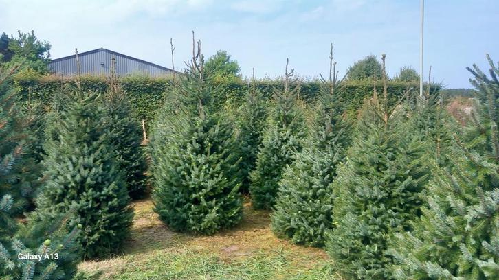 Kerstbomen ; Nordman en Omorika, Tuin en Terras, Planten | Tuinplanten, Ophalen
