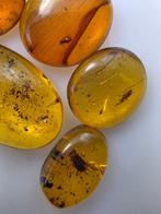 Birmese barnsteen - Barnsteen (Zonder minimumprijs), Collections