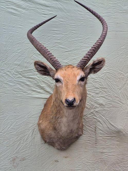 Cobe de lechwe Taxidermie wandmontage - Kobus leche - rare, Verzamelen, Dierenverzamelingen
