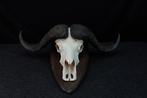 Buffle du Cap géant Crâne de mammifère - Syncerus caffer - 0, Collections