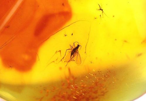 Authentieke Baltische amber met fossiele, Verzamelen, Dierenverzamelingen