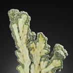 Fantastische baryt en pyriet uit Lubin, Legnica, Polen, Verzamelen