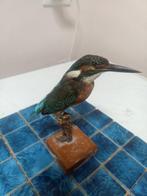 IJsvogel Taxidermie volledige montage - Alcedo atthis - 12, Verzamelen, Nieuw