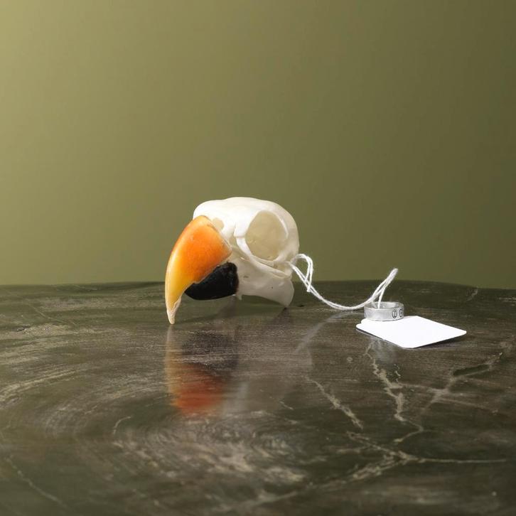 Edelpapegaai Schedel Taxidermie Opgezette Dieren By Max, Verzamelen, Dierenverzamelingen, Opgezet dier, Nieuw, Vogel, Ophalen of Verzenden