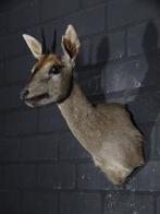 African Antelope Taxidermie wandmontage - Common Duiker -, Nieuw