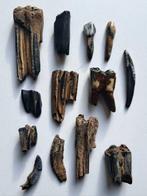 WISENT / DEER / HORSE / WILD BOAR - Fossiele tand (Zonder, Verzamelen