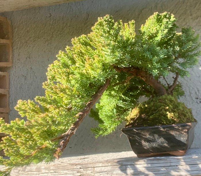 Jeneverbes bonsai (Juniperus) - Hoogte (boom): 15 cm -, Antiquités & Art, Curiosités & Brocante