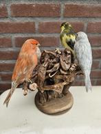 kleur kanaries Taxidermie volledige montage - canariae, Verzamelen, Nieuw