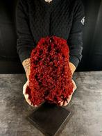 Spectaculair natuurlijk rood koraal Taxidermie volledige