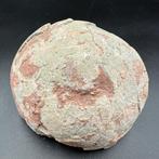Dinosaurus - Fossiele matrix - Hadrosaurus or
