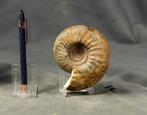 Zorgvuldig voorbereide Bathoniaanse ammoniet. -, Verzamelen, Mineralen en Fossielen