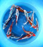 Hirasawa Marusei 28-35cm (Japanse Koi), Tuin en Terras, Vijvers, Ophalen of Verzenden, Nieuw