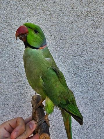 perruche à collier Support de corps entier pour taxidermie - beschikbaar voor biedingen
