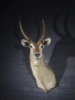 Antilope aquatique Support mural pour taxidermie - Kobus, Verzamelen, Dierenverzamelingen, Nieuw