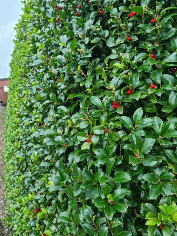 Hulsthaag - Ilex meserveae ‘Heckenfee’ - 60 t/m 200cm, Tuin en Terras, Planten | Struiken en Hagen, Ophalen of Verzenden