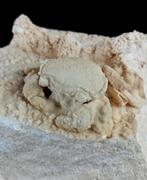 Spectaculair zoetwaterkreeft - Voorbeeld fossiliseerde in de