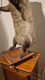 Blaireau Support mural pour taxidermie - Meles meles - très