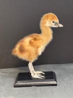 grue couronnée grise Support de corps entier pour taxidermie, Collections