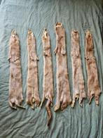 amerikaanse nerts Balg - neogale vison - 1 cm - 10 cm - 60, Nieuw