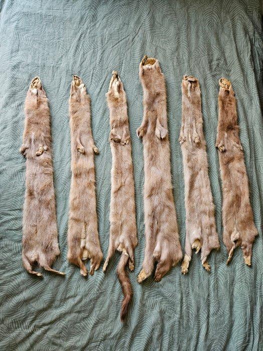 amerikaanse nerts Balg - neogale vison - 1 cm - 10 cm - 60, Collections, Collections Animaux