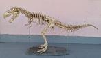 Tyrannosaurus Rex Taxidermie volledige montage -, Nieuw