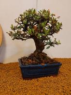 Vuurdoorn bonsai (Pyracantha) - Hoogte (boom): 25 cm -