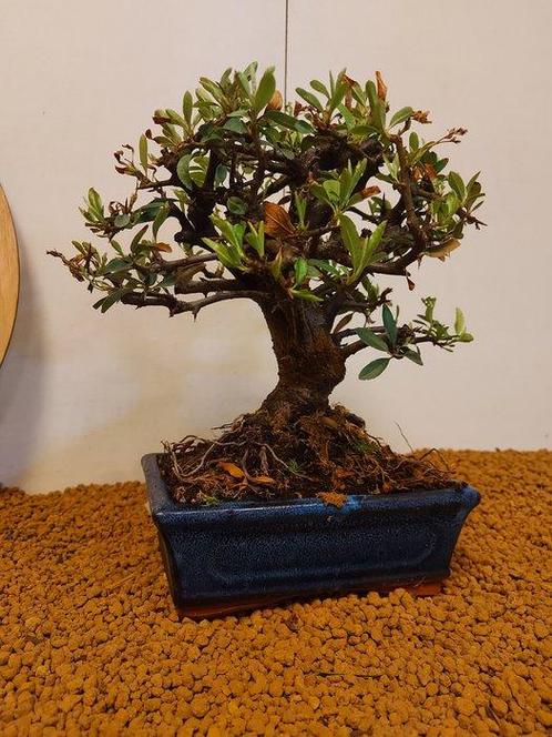 Vuurdoorn bonsai (Pyracantha) - Hoogte (boom): 25 cm -, Antiek en Kunst, Curiosa en Brocante
