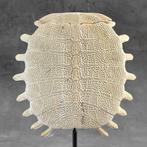 GEEN RESERVEPRIJS - Chinese Softshell Turtle Carapax op een, Antiquités & Art, Art | Objets design