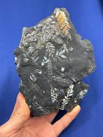 Verbazingwekkend kleurrijk plantfossiel - Gefossiliseerde