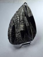 Orthoceras - Gefossiliseerd dier - 14.5 cm (Zonder