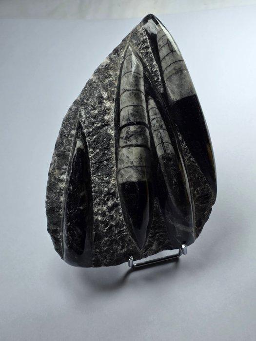 Orthoceras - Gefossiliseerd dier - 14.5 cm (Zonder, Collections, Minéraux & Fossiles