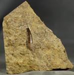 Een mooi tand van een mariene reptiel. - Gefossiliseerd dier