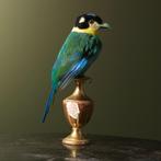 Papegaai-Breedbek Taxidermie Opgezette Dieren By Max, Ophalen of Verzenden, Nieuw, Vogel, Opgezet dier