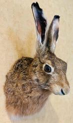 Haas Taxidermie volledige montage - Lepus europaeus - 30 cm, Verzamelen, Nieuw