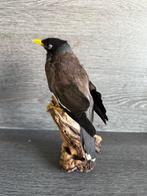 Treurmaina Taxidermie volledige montage - Acridotheres, Nieuw