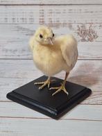 Kip Support de corps entier pour taxidermie - Gallus gallus, Nieuw