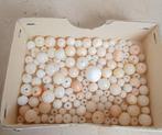 28Gr Coralli antichi, peau dange, lot Corail - Corallo, Verzamelen, Nieuw