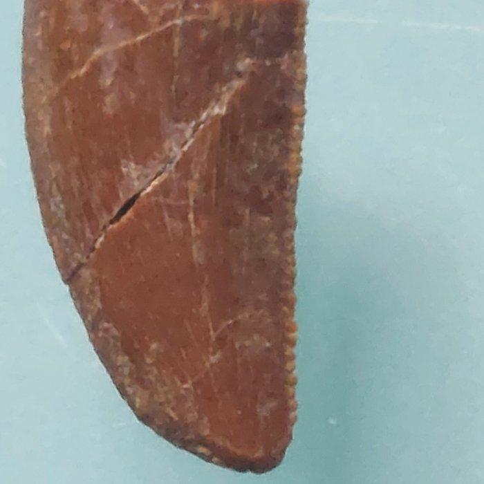 Dinosaurus - Fossiele tand - Abelisaurus - 20 mm - 10 mm, Verzamelen, Mineralen en Fossielen