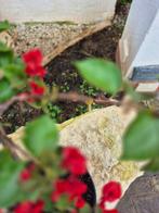 Bougainvillea met rode bloemen - geen minimumprijs - Hoogte