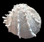 Tweekleppige - Gefossiliseerde schelp - Spondylus, Verzamelen