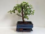 Bonsai portulacaria afra - Hoogte (boom): 13 cm - Diepte