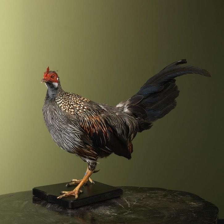 Sonnerathoen Kip Taxidermie Opgezette Dieren By Max, Verzamelen, Dierenverzamelingen, Opgezet dier, Nieuw, Vogel, Ophalen of Verzenden