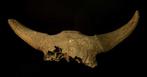 Bizon - Fossiele schedel - Bison Priscus - 89 cm