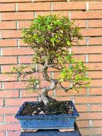 Japanese iep bonsai (Zelkova) - Hoogte (boom): 45 cm -