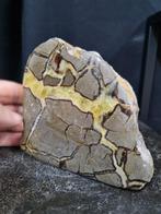 Septaria XXL, sculpture Septarie - Hauteur : 120 mm -, Verzamelen, Mineralen en Fossielen